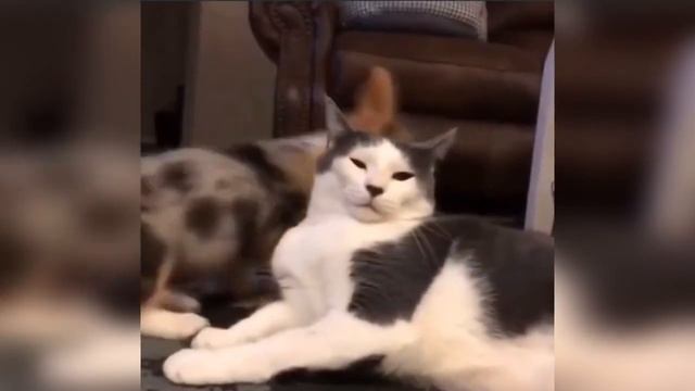 Добрые животные??? Милые котики Забавные щенки??? смотреть онлайн