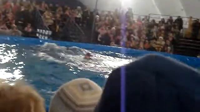 Дрессировщик дельфинов падает в воду смотреть онлайн