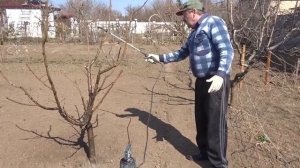 В гостях у агронома. Как и чем опрыскивать плодовые деревья весной.