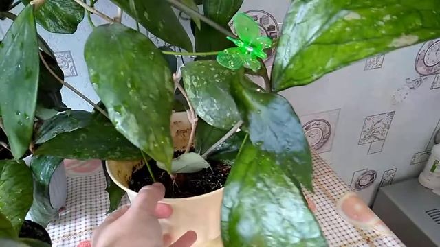 🍀 Обзор моих хой № 2 🍀 смотреть онлайн