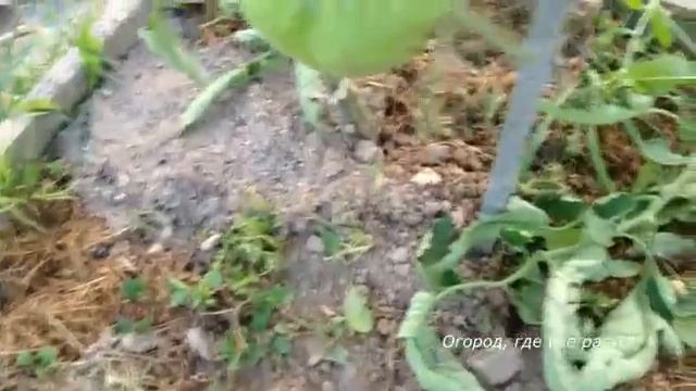 Не понравились эти сорта ПОМИДОРОВ.mp4 смотреть онлайн