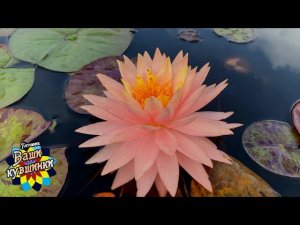 Нимфея Tummaruksa (Туммарукса) кувшинка, waterlily, водные растения, пруд