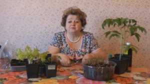 SOS! Пятна на листьях помидор.