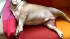 Английский бульдог храпит!