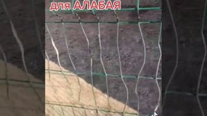 какой нужен вольер для АЛАБАЯ???