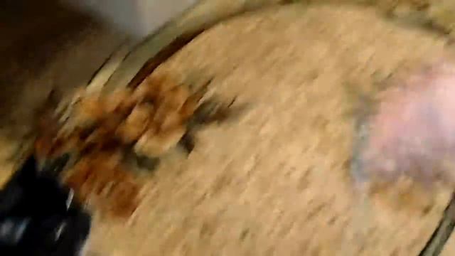 Как мой кот играет с игрущечней мышью смотреть онлайн