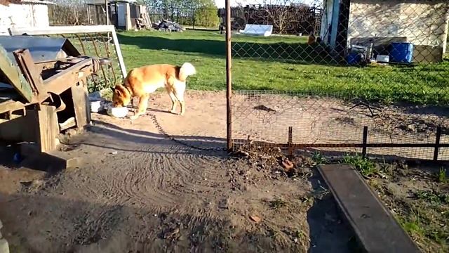 Как научить собаку команде голос. смотреть онлайн