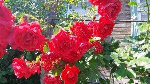 09 07 2022  Плетистая роза