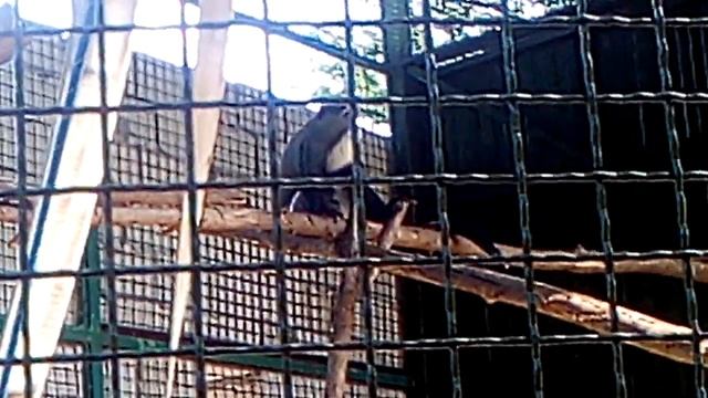 Мартышка Бразза с маленьким детенышем. Monkey Brazza with a little cub.