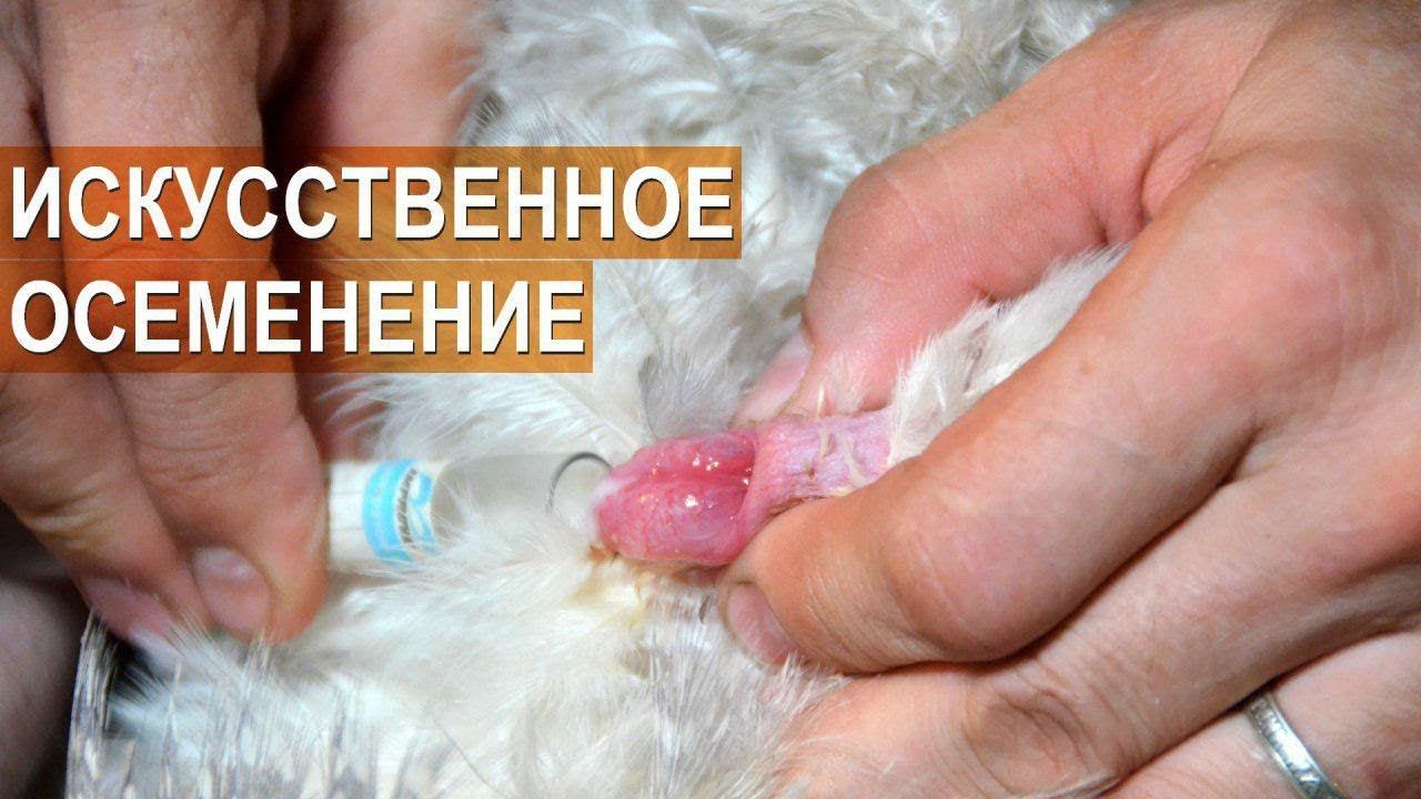 Разведение цесарок. Получение спермы у самца. Искусственное осеменение цесарок. Обучающее видео