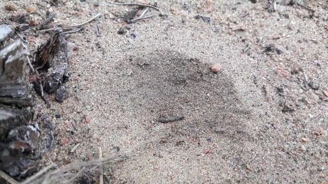 Как выглядит муравьиный лев? смотреть онлайн