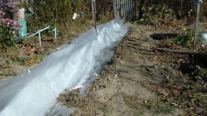 КАК Я УКРЫВАЮ ВИНОГРАД . ВИНОГРАД на Амуре.