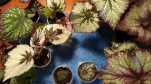 Бегонии: адаптация после покупки в магазине, пересылки.