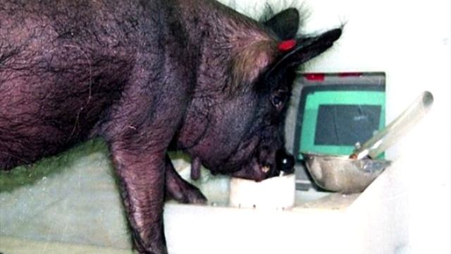 Свинок научили играть в видеоигры