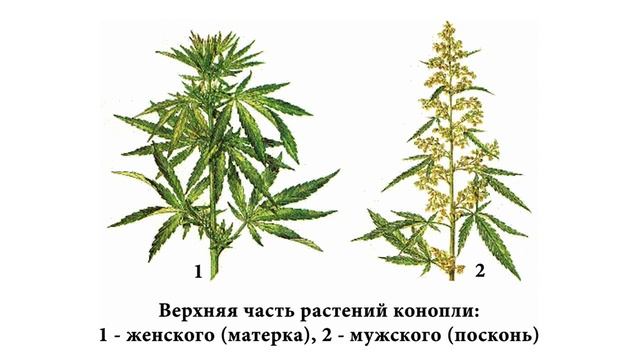 правда о конопле фильм
