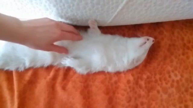 Хорек,Спящий хорек,Хорек дома,видео о хорьках,Ferret,sleepy Ferret,Ferret Home,a Video About Ferret