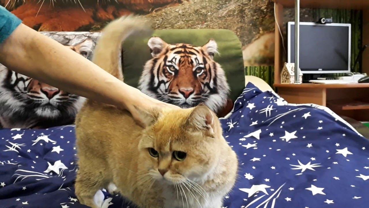 Жанетт