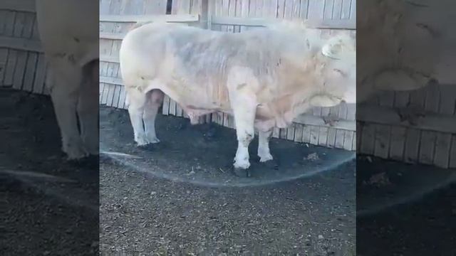 бык породы шароле смотреть онлайн