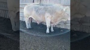 бык породы шароле