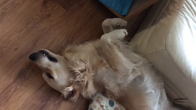 Спят усталые игрушки #голденретривер смотреть онлайн