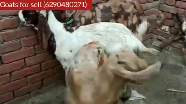 TOTA-PARI,OR NAWAD,TAILA,GUJRI RATE:500/kg BARBARA ORGINAL BREED RATE:600/kg CONTACT:6290480271 смотреть онлайн