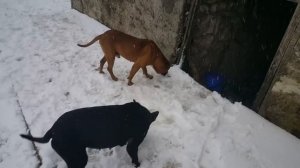 Собачий бой ))) как питбуль заиграл Ам Стаффа жесть