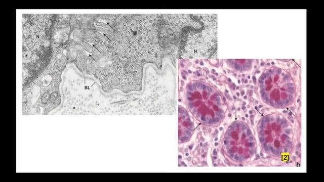 Эпителии ч1: Общая характеристика эпителиальных тканей и эпителиоцитов. Классификация желез.