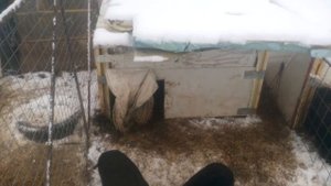 Холодное содержание вьетнамских вислобрюхих свиней.