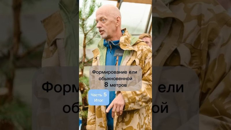 Формирование ели обыкновенной, 8 метров. Часть 5.