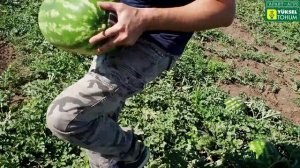 АРБУЗ «новый» ВИЗИРЬ F1. Бесконечная урожайность!!!!