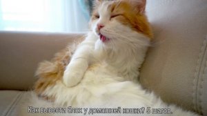 Как вывести блох у кошки?