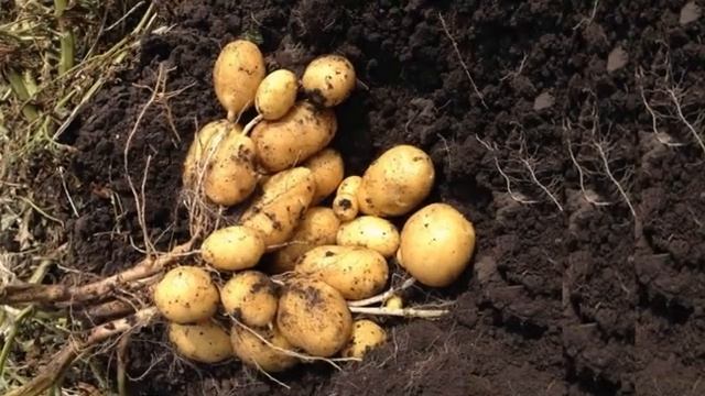 Картофель Королева Анна Где Купить