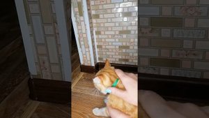 "Обои для котов" ? или как сделать так, что бы котик потерял интерес к косякам?