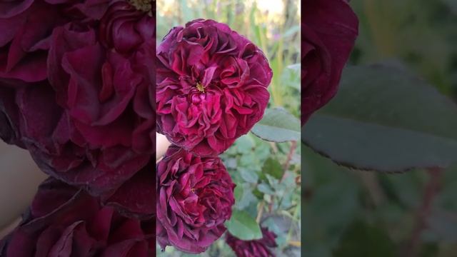 Английская роза Munstead Wood поздней осенью.?????? #shorts смотреть онлайн