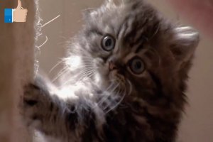 Кошки и котята - Манчкин. Домашние животные. Смешные, прикольные, красивые и милые..mp4