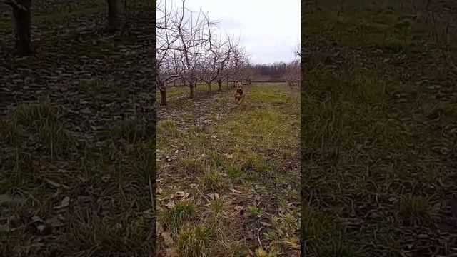 Амстафф Уран в печале. Снова холод #амстафф #собака #amstaff смотреть онлайн