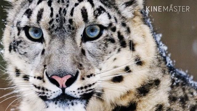 Хищники семейства кошачьих смотреть онлайн