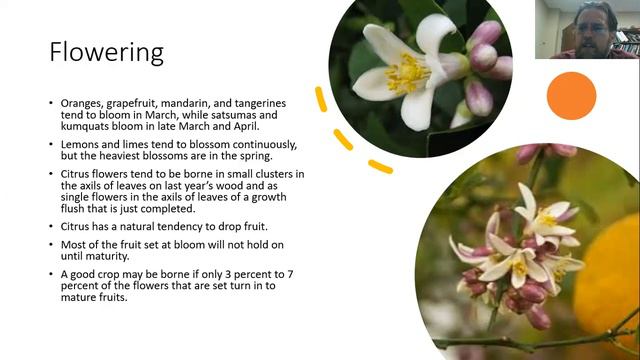 Citrus Trees for the Home Landscape смотреть онлайн