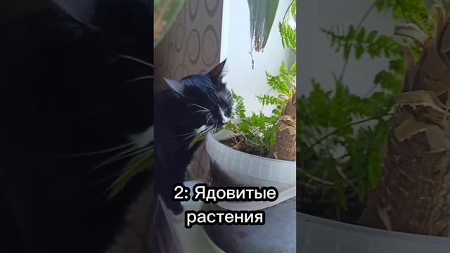 5 Опасностей подстерегающих кошек на природе ? #cat #catsfacts