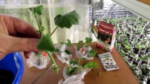 Укоренение плющелистной пеларгонии. Важные тонкости.