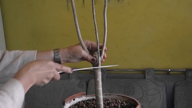 Я убила свою драцену/ Вторая жизнь драцены/ Выращиваю молодое деревце/ Часть 1/3