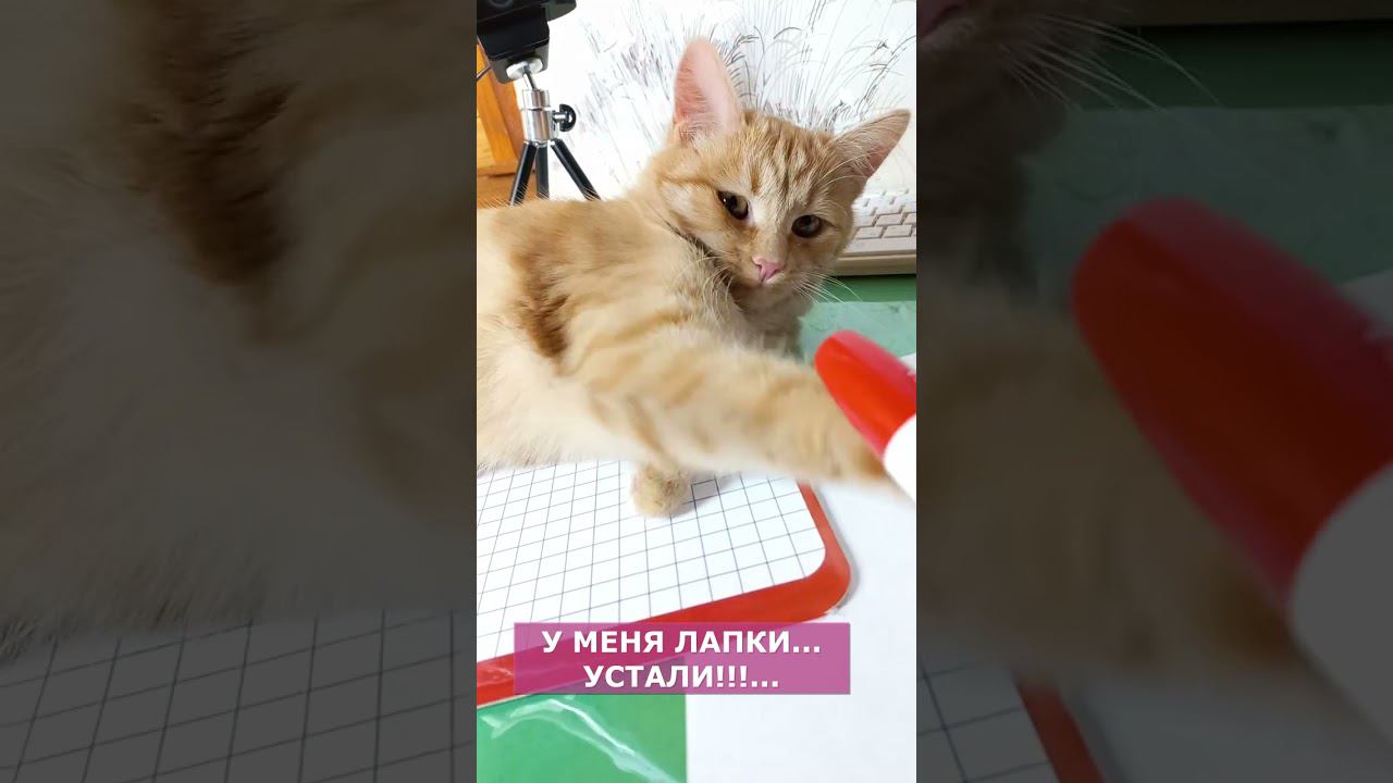 "У меня лапки..." Будни репетиторской кошки Лисы