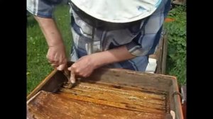 Как собирают прополис на пасеке