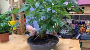 Простой комнатный цветок с непростым названием Радермахера - как ухаживать за этим растением.