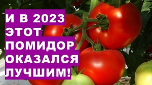 И в 2023 году этот помидор был фаворитом  в теплице! Belfort tomato will be the most productive in