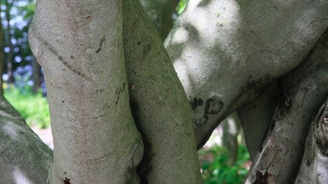 Simple Gifts/Lord of the Dance for flute quartet or flute choir. смотреть онлайн