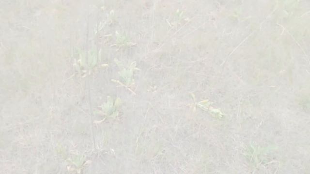 Настройки и коп с Хp Deus по фундаментам смотреть онлайн