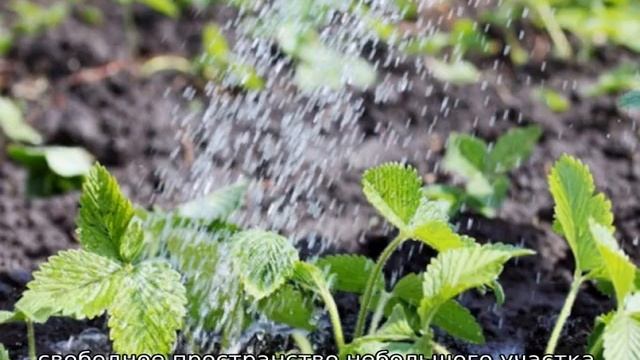 Что можно сажать рядом с клубникой смотреть онлайн