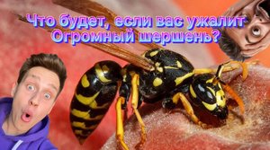 Что будет, если вас ужалит огромный шершень?