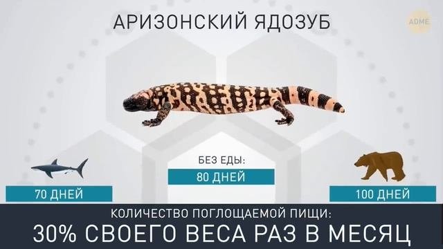 Кто сколько Может Прожить Без￼ Еды￼￼